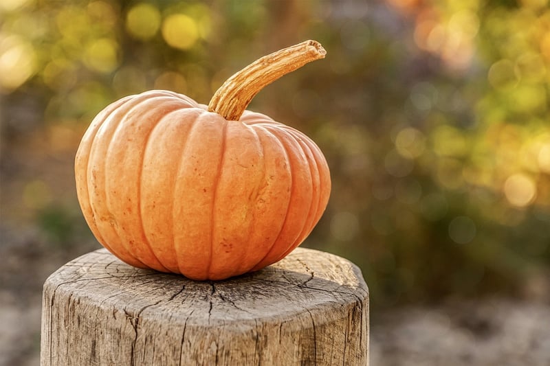 Autumn Harvest Fest