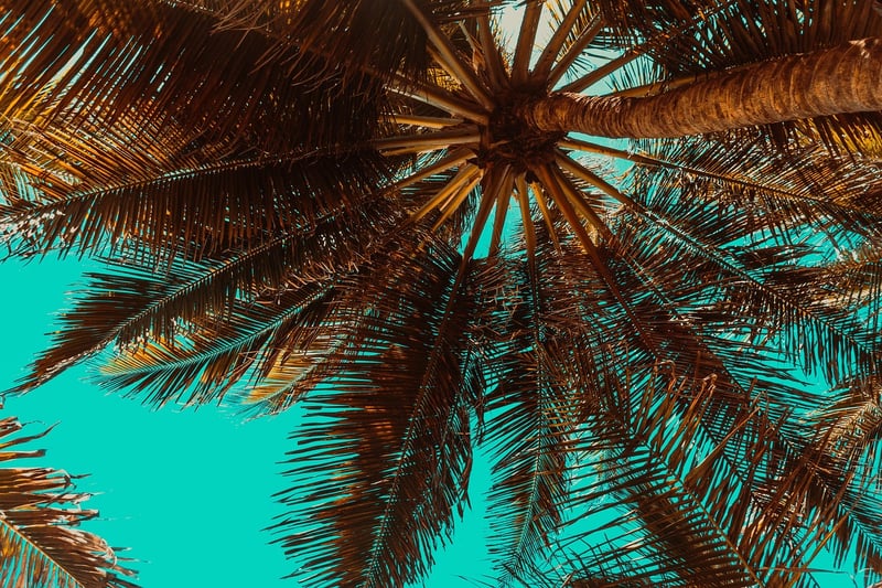 Summer Beach Bash