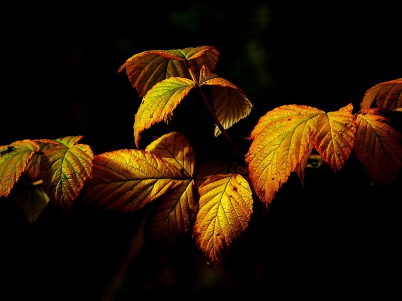 Fall Foliage Affair