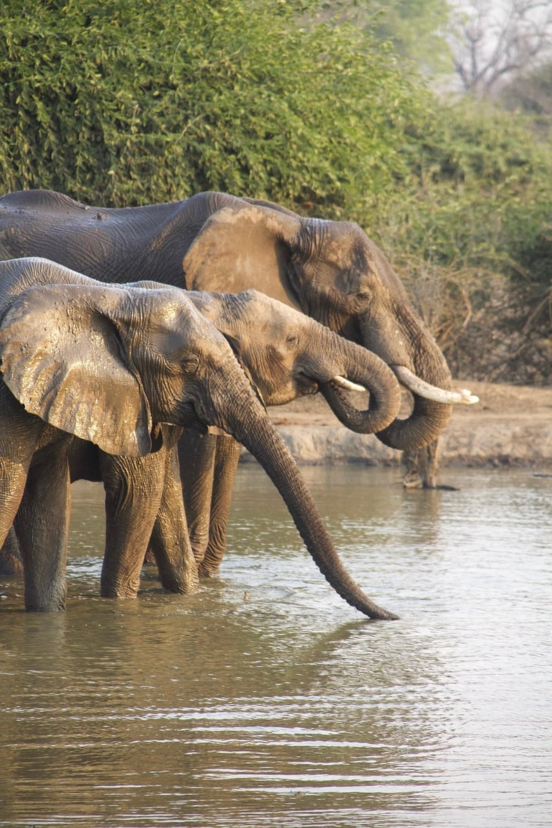 Safari Wedding Image 1